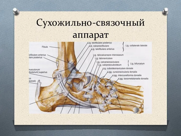 Сухожильно-связочный аппарат