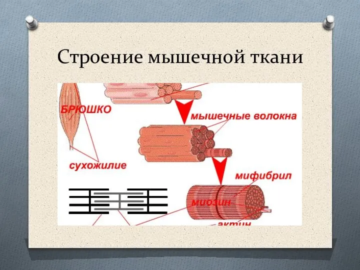 Строение мышечной ткани