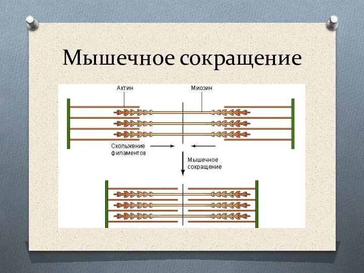 Мышечное сокращение