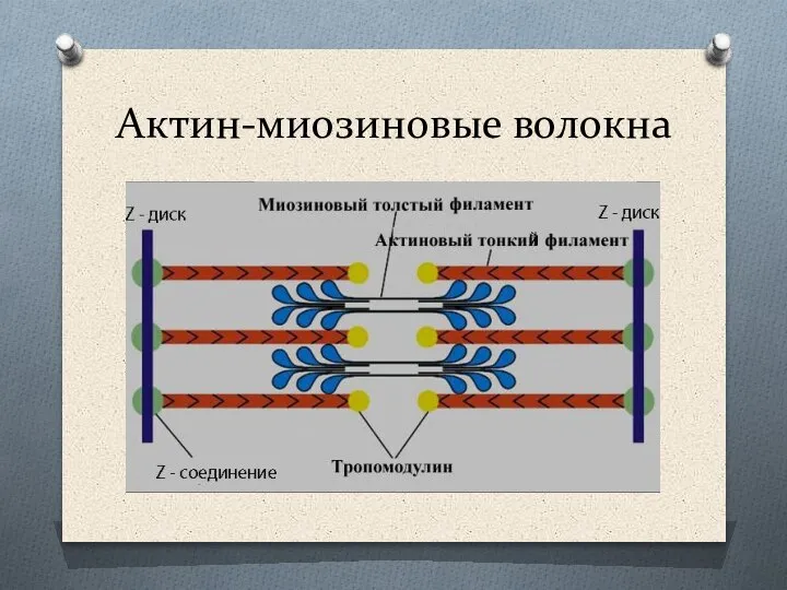 Актин-миозиновые волокна