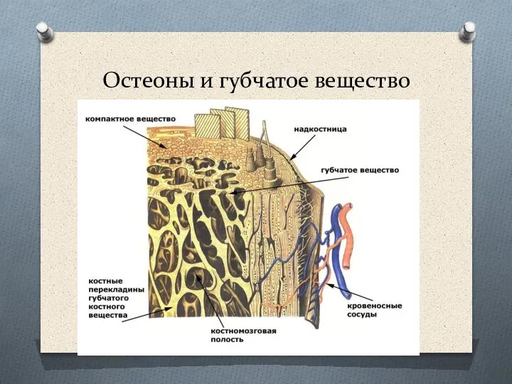 Остеоны и губчатое вещество