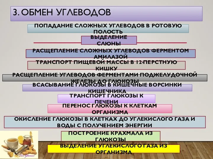 3. ОБМЕН УГЛЕВОДОВ ПОПАДАНИЕ СЛОЖНЫХ УГЛЕВОДОВ В РОТОВУЮ ПОЛОСТЬ ВЫДЕЛЕНИЕ СЛЮНЫ РАСЩЕПЛЕНИЕ