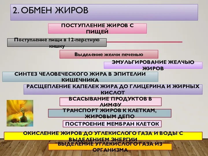 2. ОБМЕН ЖИРОВ ПОСТУПЛЕНИЕ ЖИРОВ С ПИЩЕЙ Поступление пищи в 12-перстную кишку