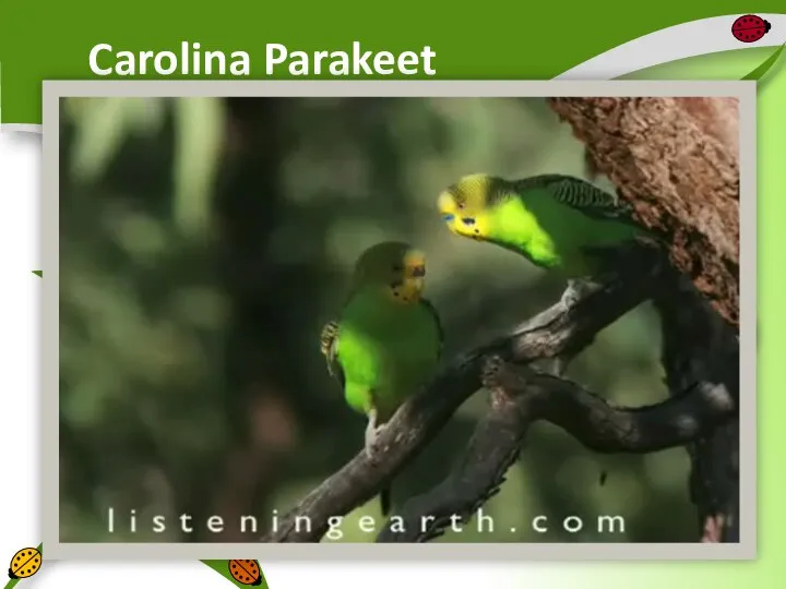 Carolina Parakeet