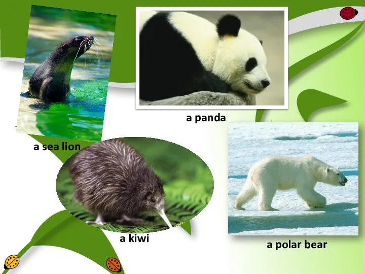 a sea lion a panda a kiwi a polar bear