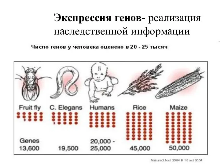 Экспрессия генов- реализация наследственной информации