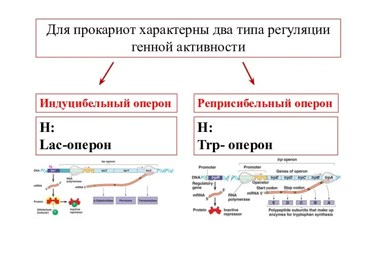 Для прокариот характерны два типа регуляции генной активности Индуцибельный оперон Реприсибельный оперон