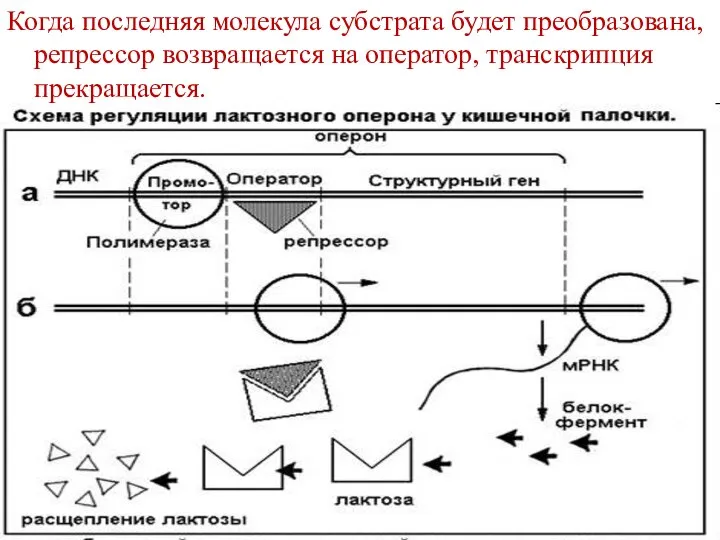 Оператор транскрипция. Строение Гена эукариот и прокариот. Строение ген презентация. Схема строения генной пушки. Молекулярный субстрат тиазидных.