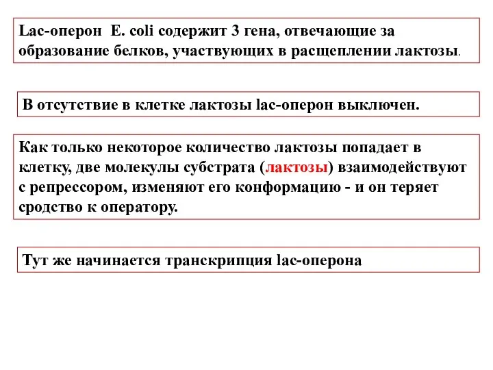 Lac-оперон E. coli содержит 3 гена, отвечающие за образование белков, участвующих в