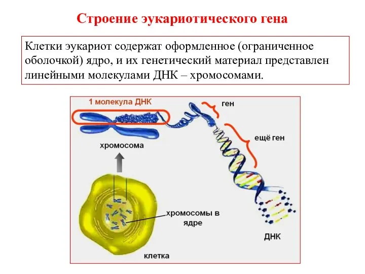 Клетки эукариот содержат оформленное (ограниченное оболочкой) ядро, и их генетический материал представлен