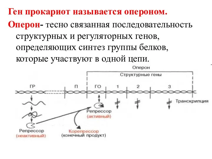 Ген прокариот называется опероном. Оперон- тесно связанная последовательность структурных и регуляторных генов,определяющих