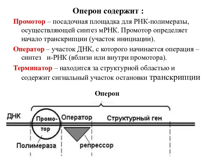 Оперон содержит : Промотор – посадочная площадка для РНК-полимеразы, осуществляющей синтез мРНК.