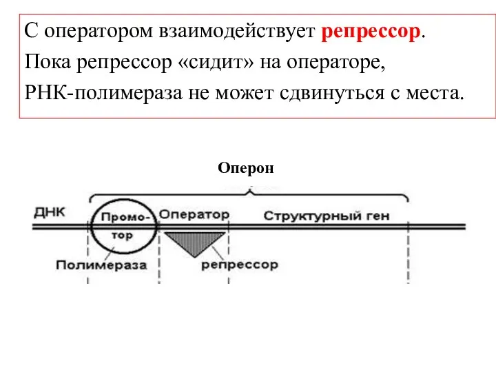 С оператором взаимодействует репрессор. Пока репрессор «сидит» на операторе, РНК-полимераза не может сдвинуться с места. Оперон