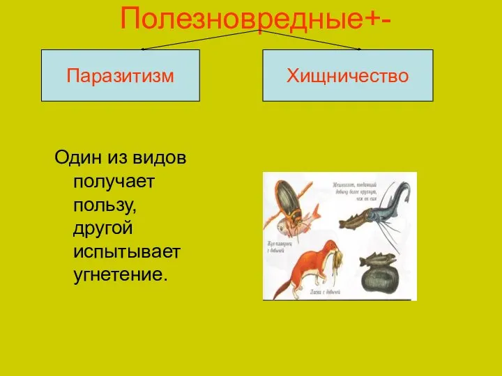 Полезновредные+- Один из видов получает пользу, другой испытывает угнетение. Паразитизм Хищничество