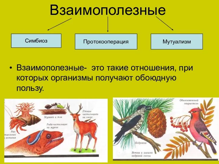 Взаимополезные- это такие отношения, при которых организмы получают обоюдную пользу. Взаимополезные Симбиоз Протокооперация Мутуализм