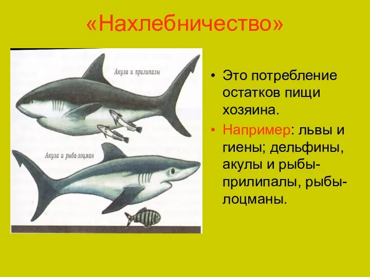 «Нахлебничество» Это потребление остатков пищи хозяина. Например: львы и гиены; дельфины, акулы