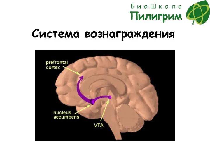 Система вознаграждения