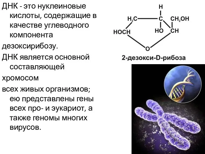 ДНК - это нуклеиновые кислоты, содержащие в качестве углеводного компонента дезоксирибозу. ДНК