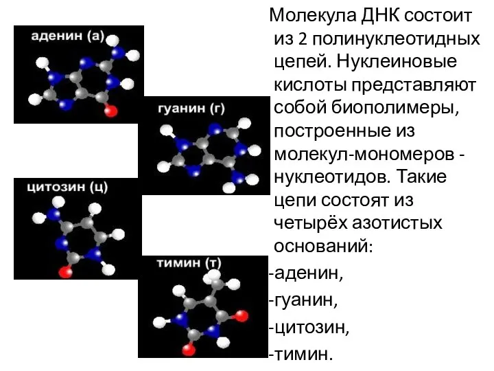 Молекула ДНК состоит из 2 полинуклеотидных цепей. Нуклеиновые кислоты представляют собой биополимеры,