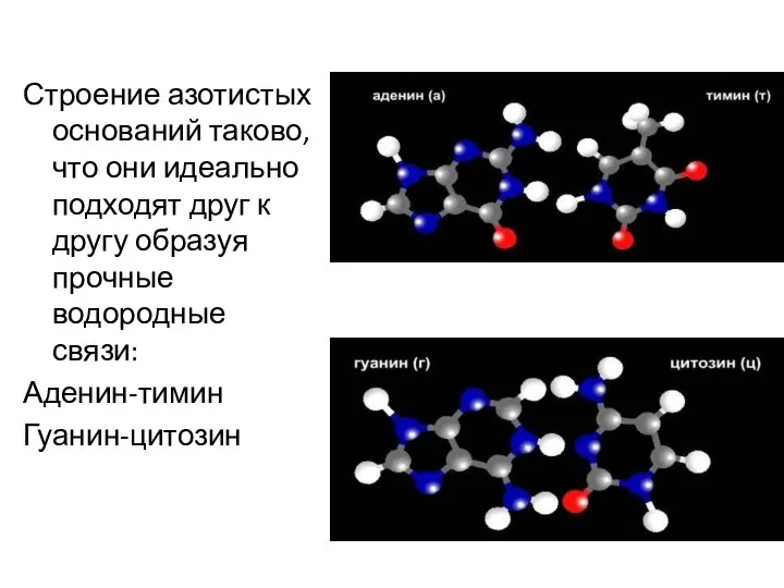 Строение азотистых оснований таково, что они идеально подходят друг к другу образуя