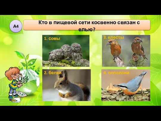 Кто в пищевой сети косвенно связан с елью? А4