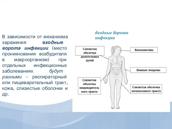 В зависимости от механизма заражения входные ворота инфекции (место проникновения возбудителя в