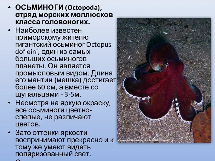 ОСЬМИНОГИ (Octopoda), отряд морских моллюсков класса головоногих. Наиболее известен приморскому жителю гигантский
