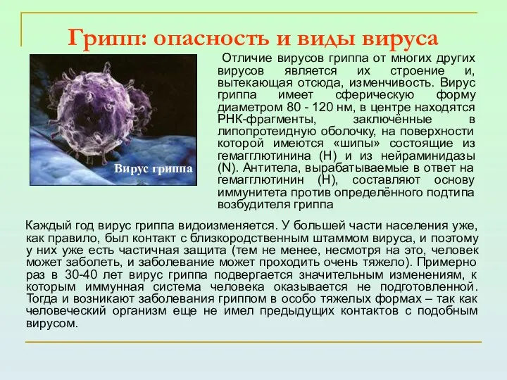 Грипп: опасность и виды вируса Каждый год вирус гриппа видоизменяется. У большей