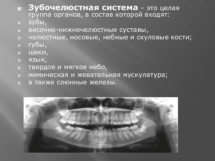 Зубочелюстная система – это целая группа органов, в состав которой входят: зубы,