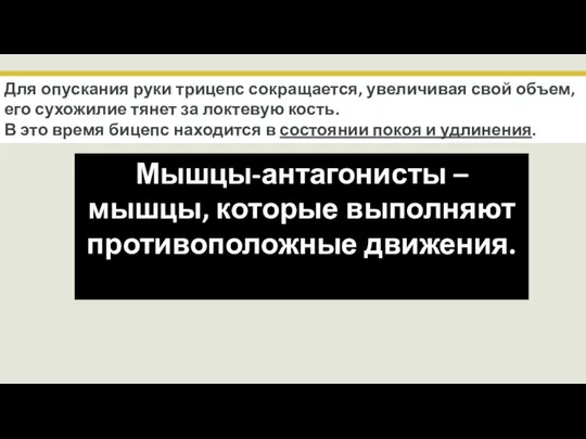 Мышцы-антагонисты – мышцы, которые выполняют противоположные движения. Для опускания руки трицепс сокращается,