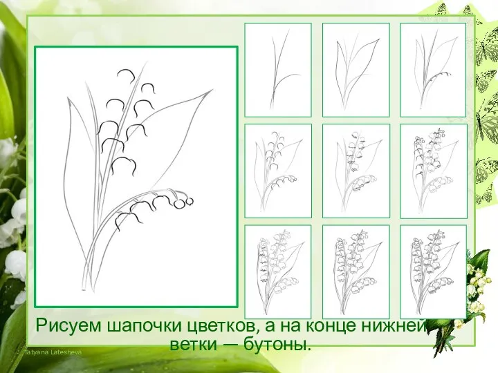 Рисуем шапочки цветков, а на конце нижней ветки — бутоны.