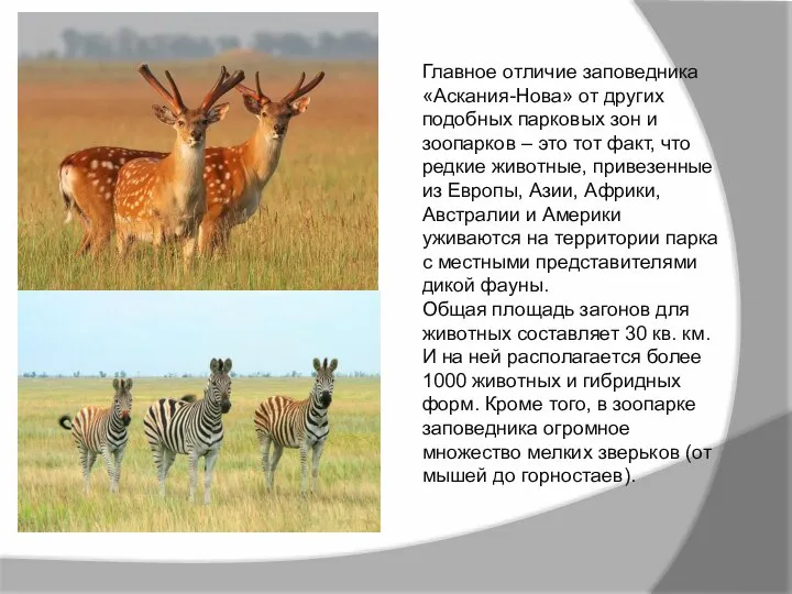 Главное отличие заповедника «Аскания-Нова» от других подобных парковых зон и зоопарков –