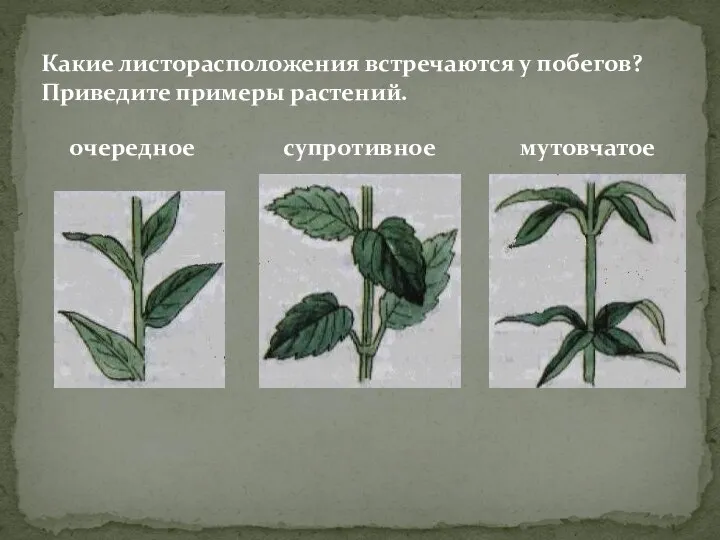 Какие листорасположения встречаются у побегов? Приведите примеры растений. очередное супротивное мутовчатое