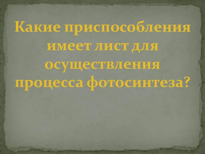 Какие приспособления имеет лист для осуществления процесса фотосинтеза?