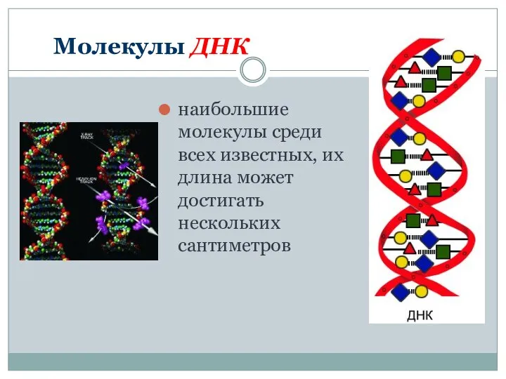 Молекулы ДНК наибольшие молекулы среди всех известных, их длина может достигать нескольких сантиметров