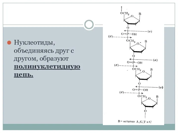Нуклеотиды, объединяясь друг с другом, образуют полинуклетидную цепь.