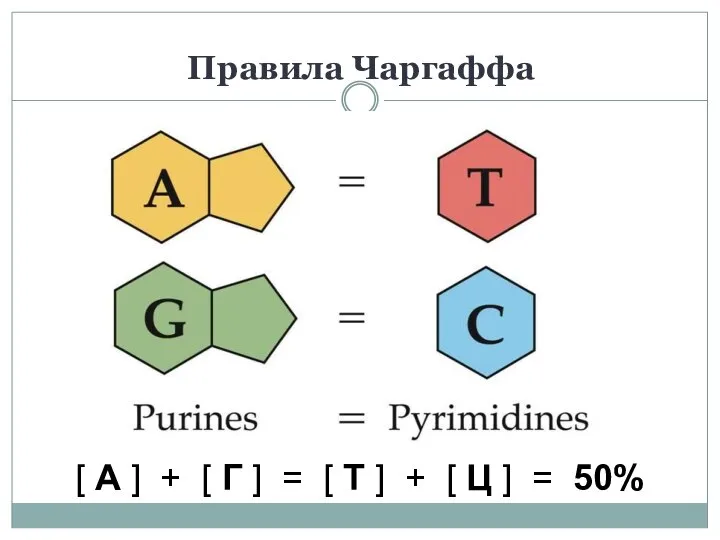 Правила Чаргаффа [ А ] + [ Г ] = [ Т