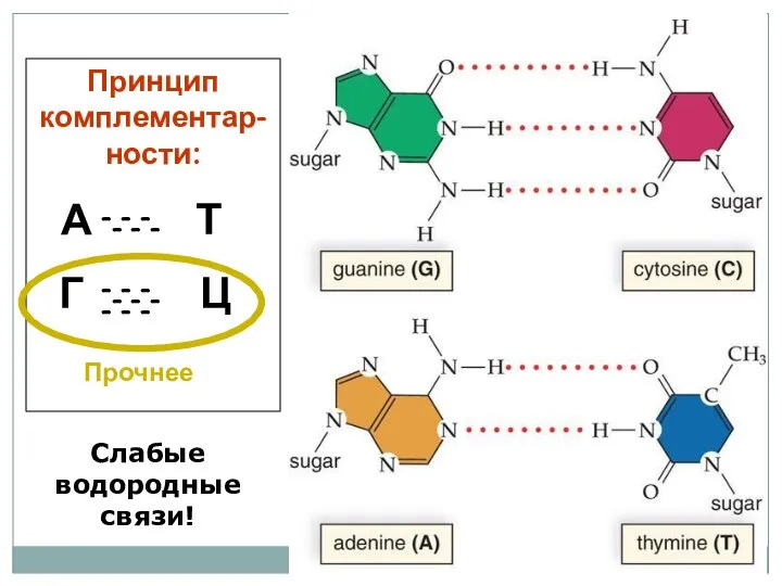 Принцип комплементар-ности: А Т Г Ц - - - - - -