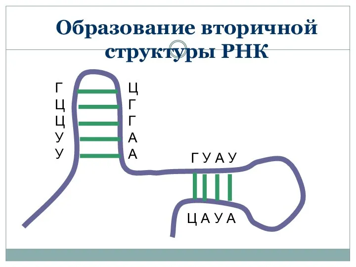 Образование вторичной структуры РНК Г Ц Ц У У Ц Г Г