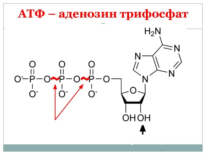 АТФ – аденозин трифосфат