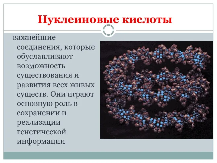 Нуклеиновые кислоты важнейшие соединения, которые обуславливают возможность существования и развития всех живых