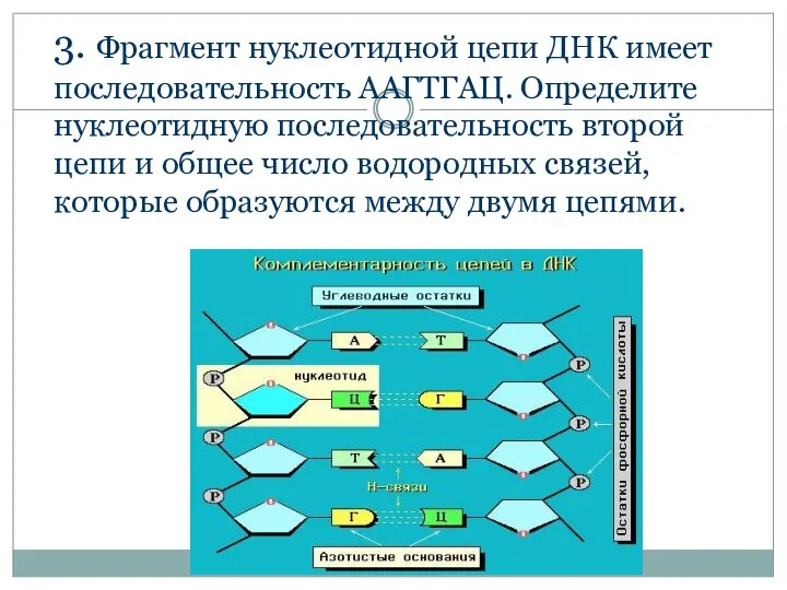 3. Фрагмент нуклеотидной цепи ДНК имеет последовательность ААГТГАЦ. Определите нуклеотидную последовательность второй