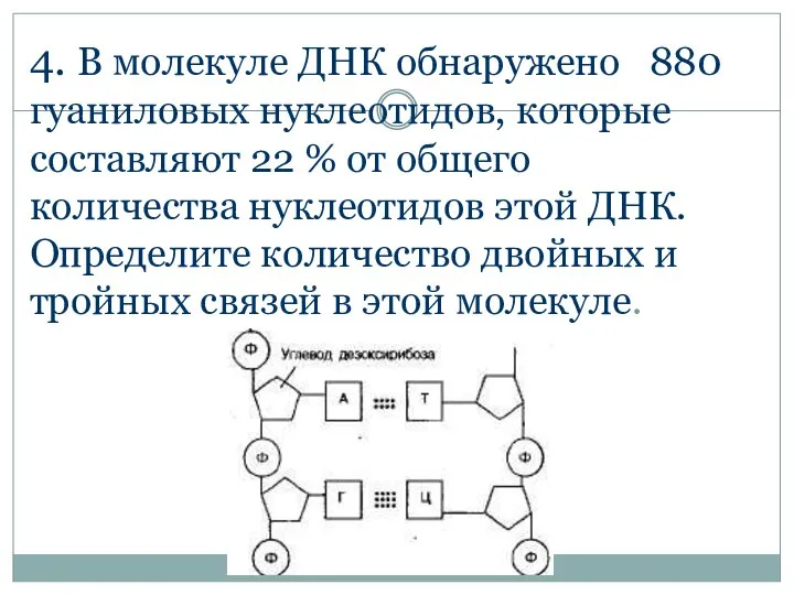 4. В молекуле ДНК обнаружено 880 гуаниловых нуклеотидов, которые составляют 22 %