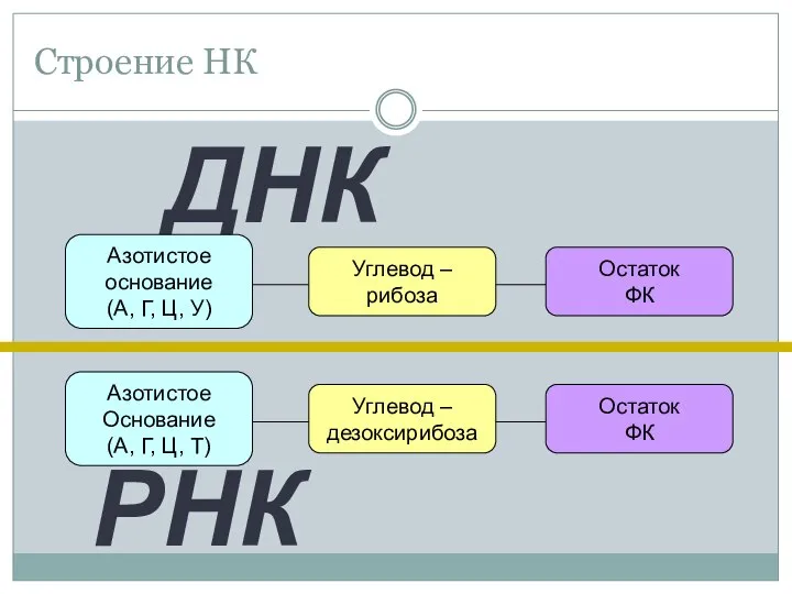 Строение НК Углевод – дезоксирибоза Азотистое Основание (А, Г, Ц, Т) Остаток