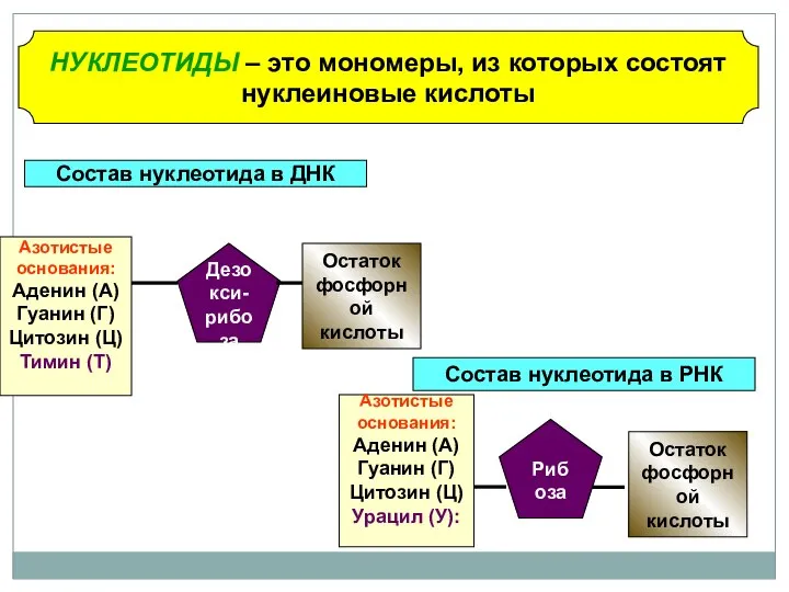 НУКЛЕОТИДЫ – это мономеры, из которых состоят нуклеиновые кислоты Состав нуклеотида в