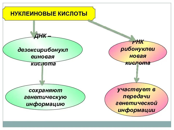 НУКЛЕИНОВЫЕ КИСЛОТЫ ДНК – дезоксирибонуклеиновая кислота РНК рибонуклеиновая кислота сохраняют генетическую информацию