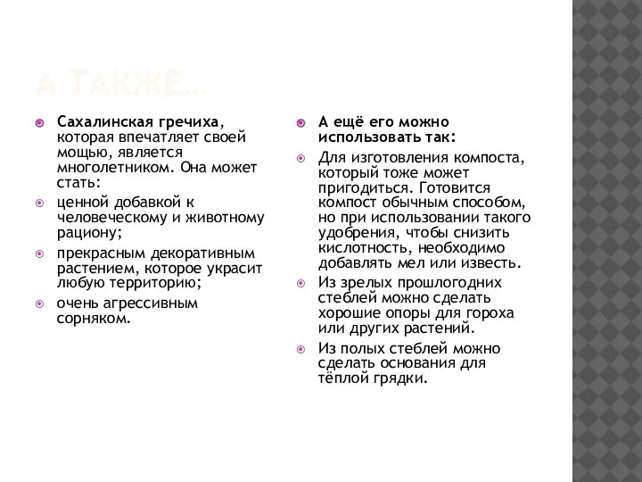 А ТАКЖЕ… Сахалинская гречиха, которая впечатляет своей мощью, является многолетником. Она может