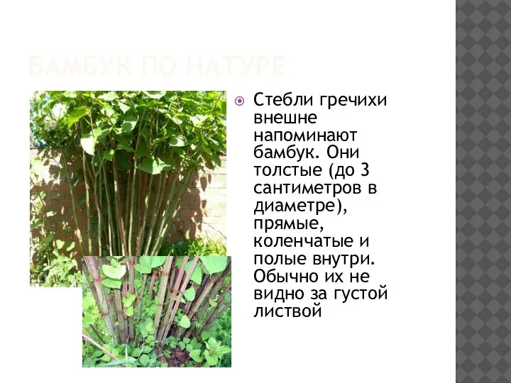БАМБУК ПО НАТУРЕ Стебли гречихи внешне напоминают бамбук. Они толстые (до 3