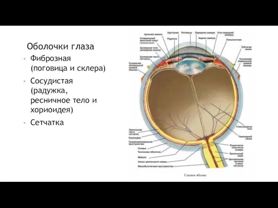 Оболочки глаза Фиброзная (поговица и склера) Сосудистая (радужка, ресничное тело и хориоидея) Сетчатка