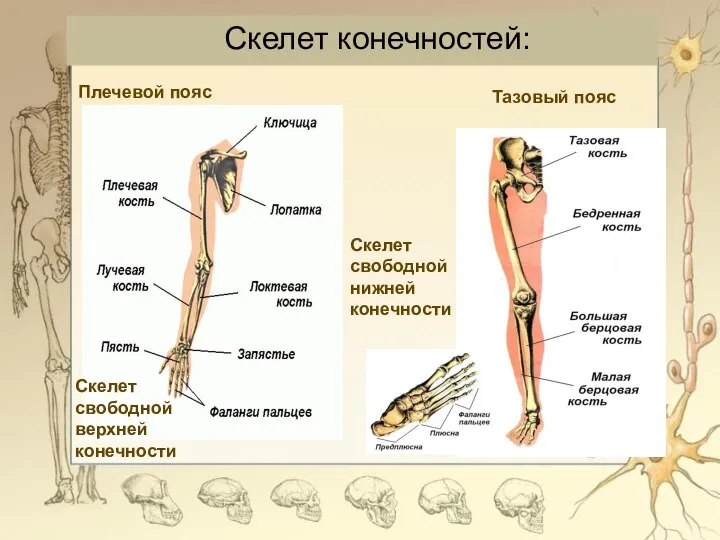Плечевой пояс Скелет свободной верхней конечности Тазовый пояс Скелет свободной нижней конечности Скелет конечностей: